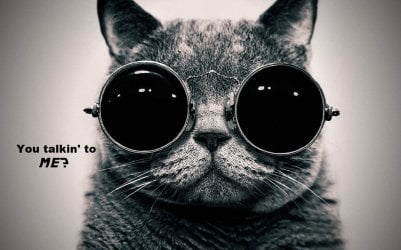 Tough Cat.jpg Tough Cat.jpg