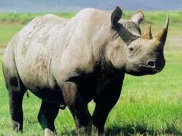 rhino.jpg rhino.jpg