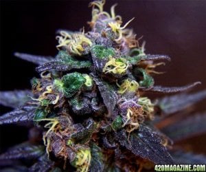 39121228flobud.jpg