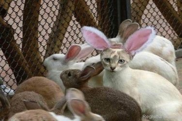 animal-friends-20.jpg animal-friends-20.jpg