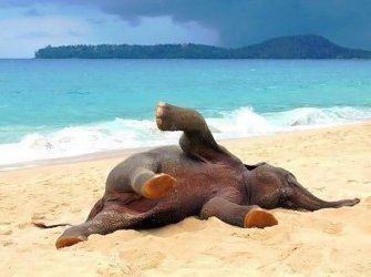 young_elephant.jpg young_elephant.jpg
