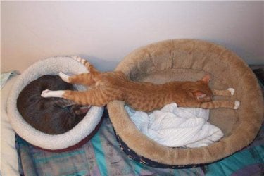 cat stretched across two beds.jpg cat stretched across two beds.jpg