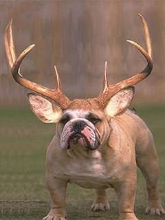 HornBull.jpg