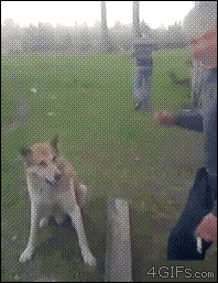 tumblr_mdgf89cNzs1r8cvzdo1_250.gif