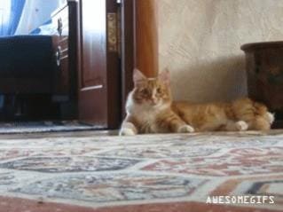 cat-gone.jpg