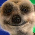meerkat-150x150.jpg meerkat-150x150.jpg