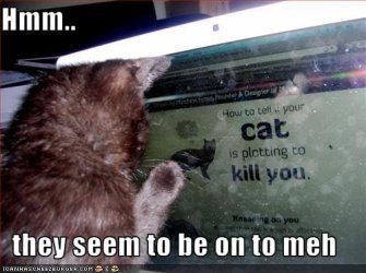 funny-pictures-your-cat-plans-to-kill-you5.jpg