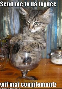 funny-pictures-cat-asks-to-be-sent-down-the-bar.jpg