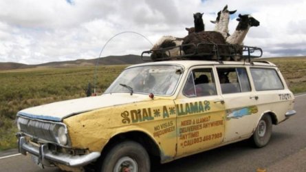 llama.jpg