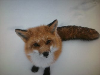 monitorDifference_foxOld.jpg