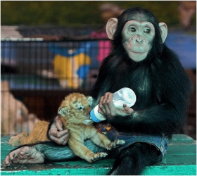 Chimp and cub.png