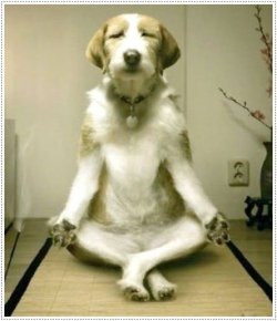Funny-Dog-Meditating.jpg