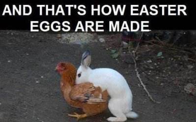 eastereggs_zpse601a76c.jpg