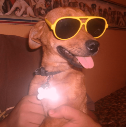 pancho.png