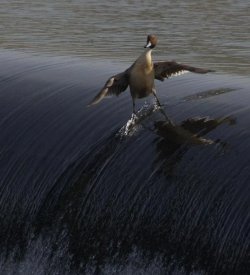 surfing_bird.jpg