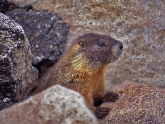 Groundhog_Phil.jpg Groundhog_Phil.jpg
