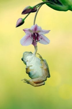 Frogandorchid.jpg