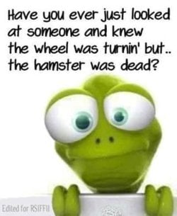 hamster.jpg hamster.jpg