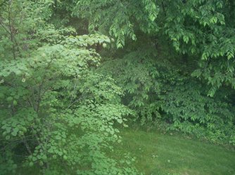 Back Garden.jpg
