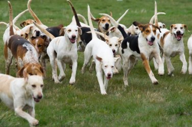 Dog-Pack.jpg Dog-Pack.jpg