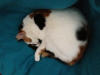 Bella 1.jpg