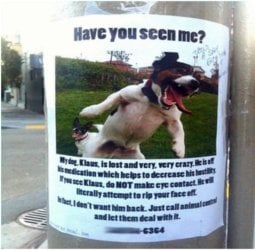 dog.jpg