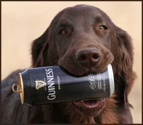 funny-or-foul-10-drunk-dogs-inspire-the-st-pa-L-cVr41J.jpeg funny-or-foul-10-drunk-dogs-inspire-the-st-pa-L-cVr41J.jpeg