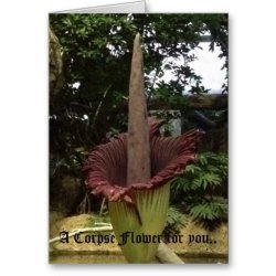Corpse Plant.jpg Corpse Plant.jpg
