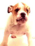 Licking puppy.gif