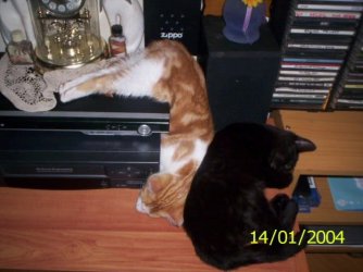 Milko goes floppy 2a.jpg