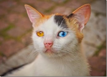 Cat.jpg Cat.jpg