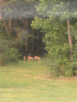 Deer-7-2-2012.jpg