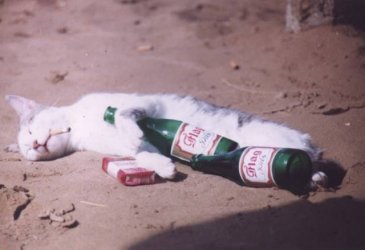 badkittyqg5.jpg