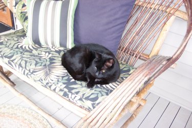 Kito on setee 001.JPG