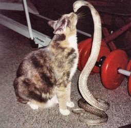 Curiosity-Killed-the-Cat-827.jpg