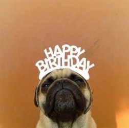 Norm-the-pug.jpg