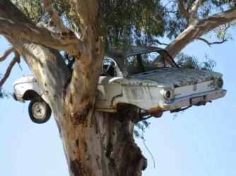 Falcon_Nesting_in_Tree.jpg