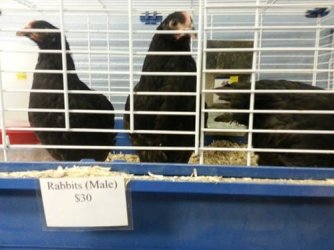 rabbitsmaybe.jpg