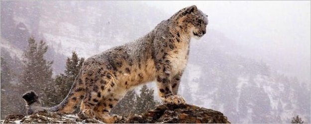 biggamecatswallpapercollectionseriestwo00[1].jpg