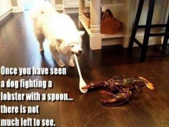 lobster-and-dog.jpg
