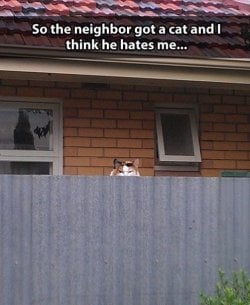 neighbor-cat.jpg