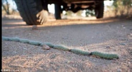 Caterpillar crossing 3.jpg Caterpillar crossing 3.jpg