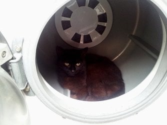 catdrier2.jpg catdrier2.jpg