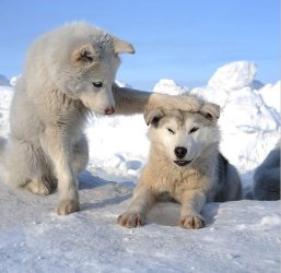 white-wolf-pups.jpg white-wolf-pups.jpg