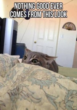 the look.jpg