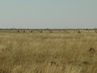 Tanami Camels 2.jpg