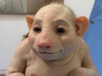 Swine_Flu_Advanced_Stages.jpg