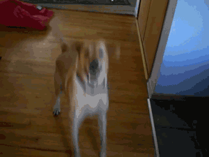 dog greets.gif