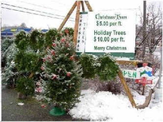 Christmas Trees.jpg