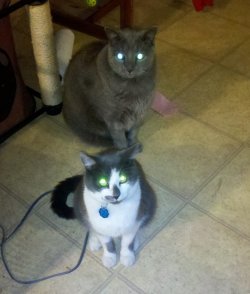 cats.jpg